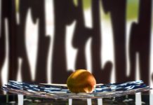 Laissez-vous séduire par le Bark