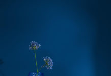 Levis onthult Kleur van het Jaar 2026: Free Groove™ – een levendig blauw dat balans brengt